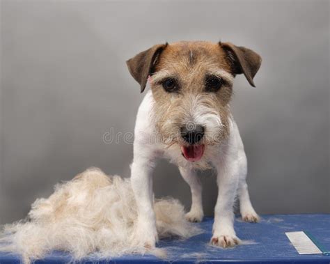  Managing Grooming and Shedding The Jack Russell and the Labrador have short, water-resistant coats that are easy to maintain, so the Jackador will require brushing once a week and a bath when needed