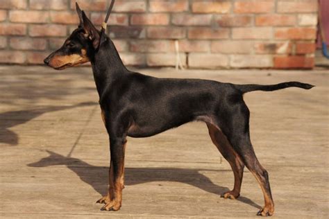  Manchester Terrier Puppies For Sale