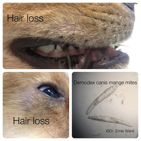  Mange Demodex is a microscopic mite that lives in the hair follicles of dogs