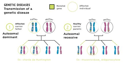  Mange is a multifunctional genetic disease that can be transmitted in a recessive manner