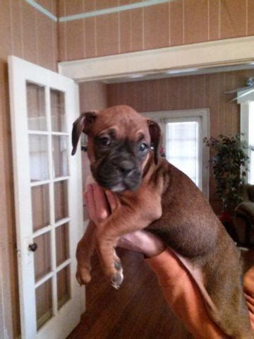  Mansfield, Georgia Full blooded boxer puppies