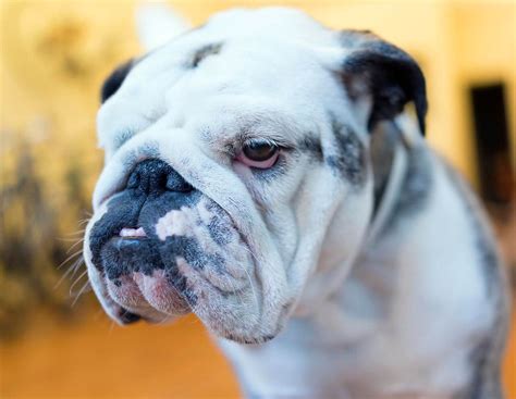  Many Bulldogs also suffer from brachycephalic obstructive airway syndrome which causes serious breathing issues that can also make eating difficult