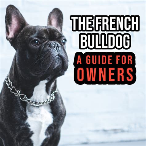  Many French Bulldog owners do not have enough information about the documents they need to legally own and breed their dogs