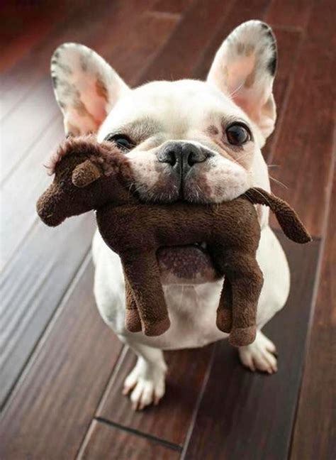  Many French Bulldogs enjoy playing and will spend much of their time in various activities, but they are not so high energy that they need a large yard or long periods of exercise