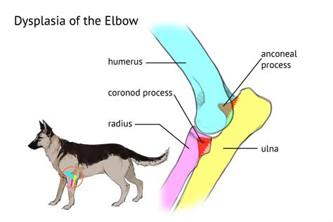  Many German Shepherds have hip and elbow dysplasia