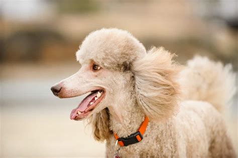  Many Poodle owners opt for a short cut or trim to minimize grooming needs