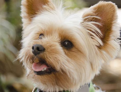  Many Yorkie Mixes have the positive characteristics of a Yorkshire Terrier