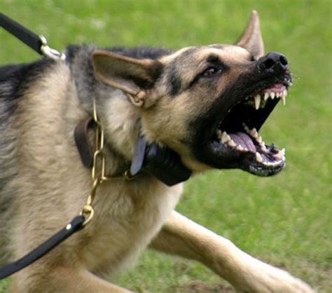  Many attempts have been made to classify aggressive behaviour in domestic dogs; 59 combined the descriptive and functional classification system, describing a typical aggression sequence