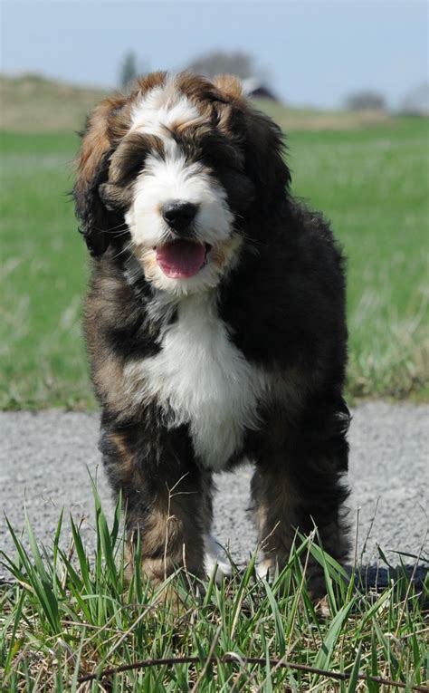  Many breeders also call it "teddy bear" Bernedoodle