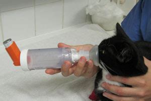  Many cats diagnosed with asthma are heavily dependent on pharmaceuticals specifically steroids for the remainder of their life, and may also need rescue inhalers at any moment to address attacks