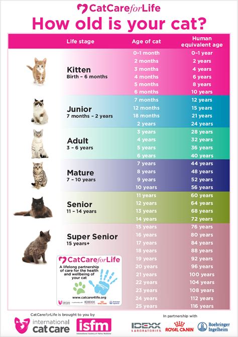  Many cats over the age of 11 present some signs of this disorder, while most are symptomatic from 16 and over
