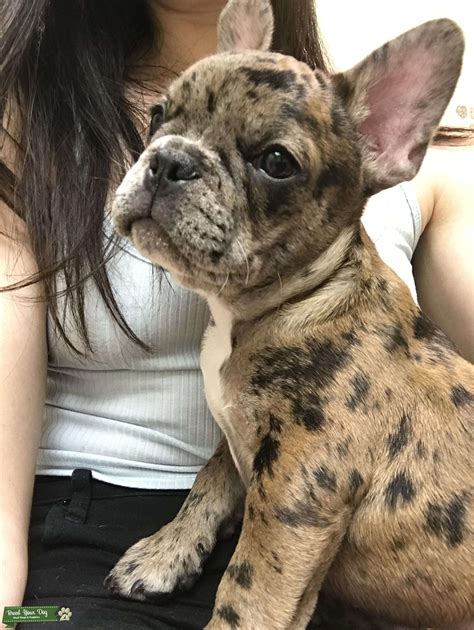  Many chocolate merle Frenchies, chocolate and tan merle French Bulldogs, and chocolate tri merle French bulldogs are available for tens of thousands of dollars