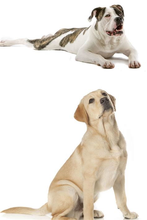  Many coat colors and markings are possible in the American bulldog Lab mix