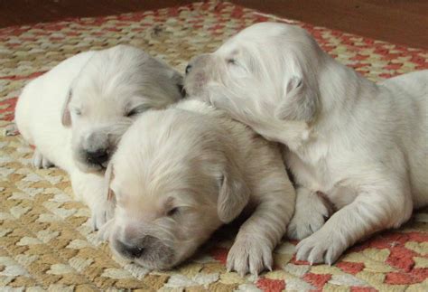  Many cream pups will eventually fade to white
