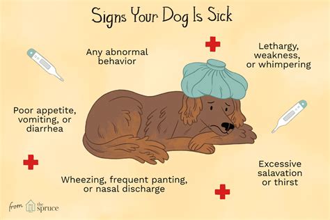 Many dogs show no other signs of illness, but some may start to show symptoms such as lethargy and weight loss