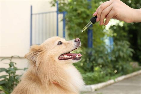  Many dogs will lick CBD oil straight out of a little dish