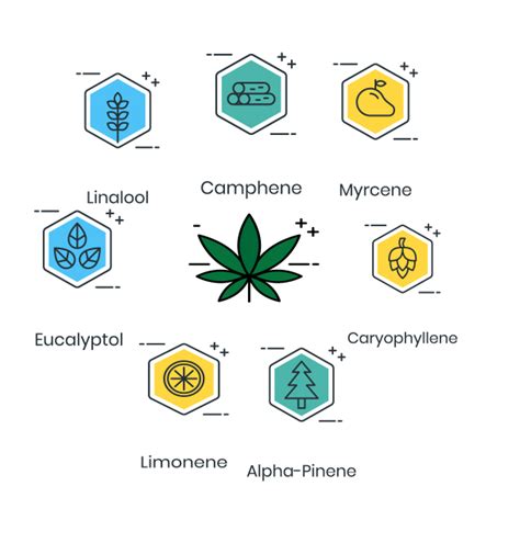  Many factors affect the constitution of cannabinoids and terpenes in cannabis plant distillates, ranging from cultivar to temperature, and soil type to extraction process 58 — 