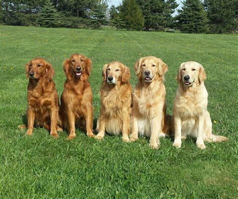  Many families desire this breeding because it can have a little more Golden Retriever than the F1B