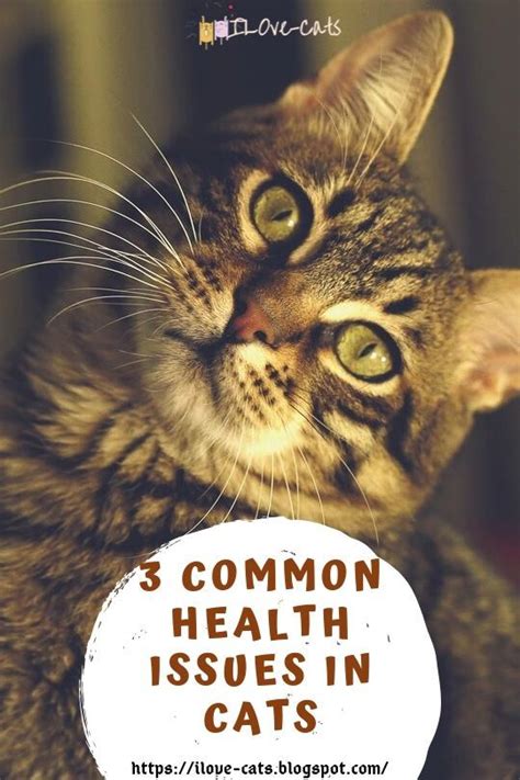  Many health issues that cats face is similar to ours, so CBD could help them in the same way it helps us