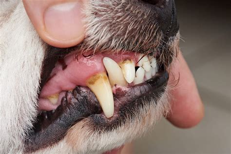  Many infections and diseases that dogs develop start in the mouth