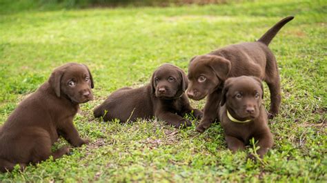  Many lab owners never see a pup litter, however, because the first litter of any dog tends to be on the smaller size