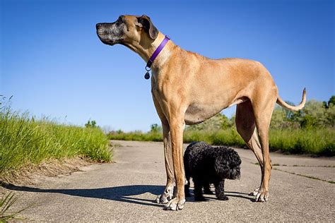  Many large and giant breed dogs are genetically predisposed to grow too fast