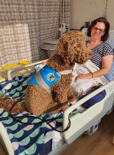  Many make terrific therapy dogs