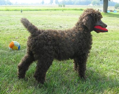  Many of our poodles hold therapy titles! At Rozey K9 Farm, we strive to breed well-rounded puppies suited for multiple tasks
