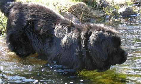  Many of these water dogs were of the Newfoundland type, but the smaller ones were often designated St John