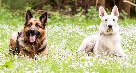  Many owners of White German Shepherds find that their dogs are easy to train