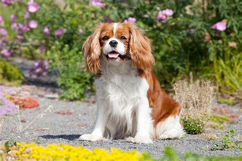  Many owners say this breed is a great option for first-time dog buyers thanks to its resilient personality and forgiving attitude