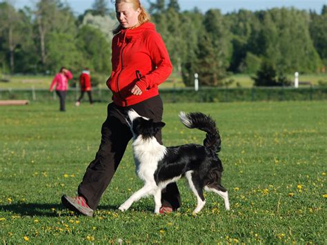  Many owners skip over any sort of heeling training, assuming that it is too difficult and too involved
