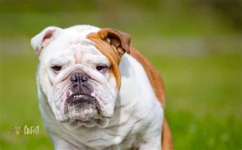  Many people are afraid of the English bulldogs because of their somewhat aggressive appearance, but they are the friendliest of all breeds