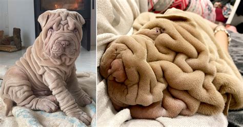  Many people find these dogs so unique and wrinkled because of their adorably comical appearance