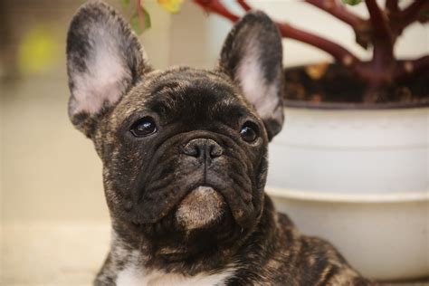  Many people object to putting the health of an animal second to appearance and therefore object to buying French bulldogs and supporting the purebred breeding industry