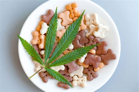  Many people prefer to give CBD treats as they