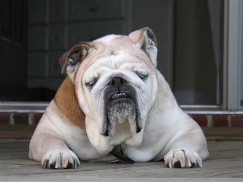  Many people still see these as an old English bulldog and a cultural icon, and it is one of the most popular dogs you will see in England