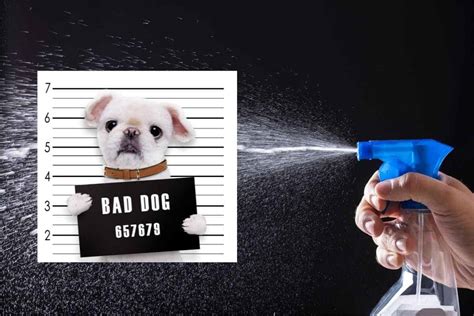  Many people think that spraying the dog with a water bottle, shaking a can of change, yelling, spanking or other forms of punitive interactions will stop the dog from barking