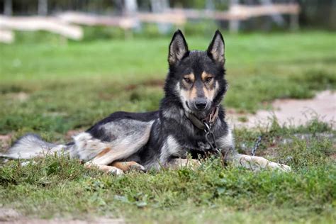  Many places have laws against owning any sort of wolf mix, including a German Shepherd-Worf hybrid