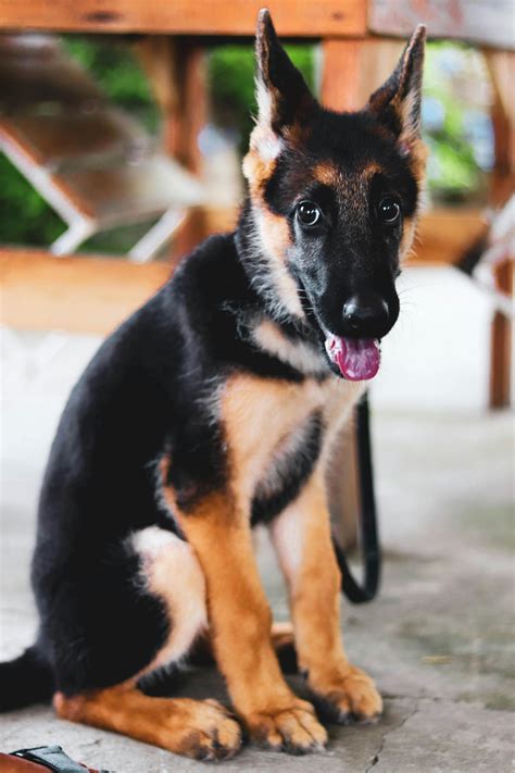  Many proud German shepherd owners share for other breed puppies; the ears droop may be sideways while for pure German Shepherd, the ears droop straight downwards