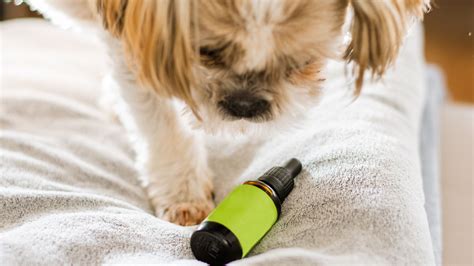  Many veterinarians have started to recommend CBD topicals, and they consider them to be safe
