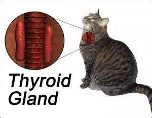  Many veterinarians say that the thyroid gland is the CEO of the whole organism, because it dictates the speed and the volume of the way things function in the body