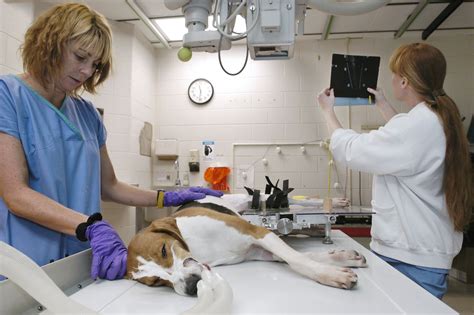  Many veterinarians will also provide several treatment options, such as: Surgical treatment Radiation therapy Immunotherapy5 Unfortunately, the only course of action we have for cancer prevention in golden retrievers is to closely monitor them and bring them in for veterinary care if they exhibit any alarming signs