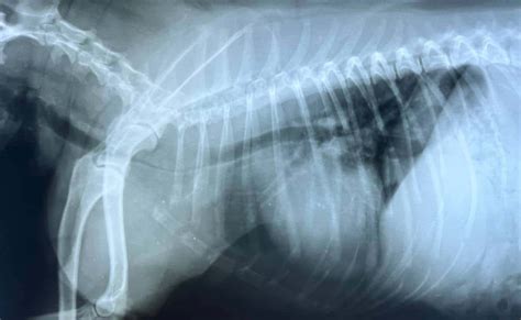  Many vets will recommend multiple drugs to treat all the issues caused by a collapsed trachea