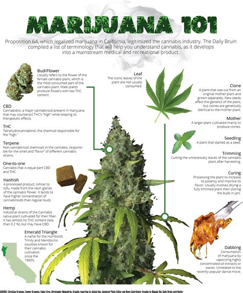  Marijuana is a substance that comes from the cannabis family of plants