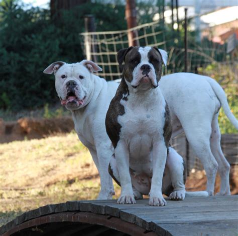  Marvelous American Bulldog puppies for adoption