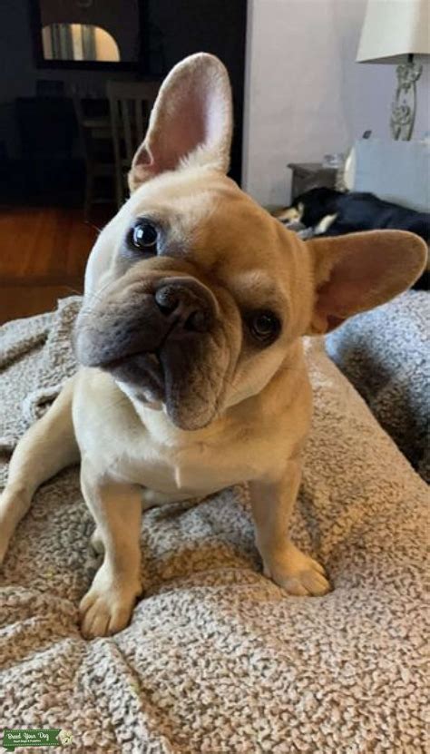  Maskless Fawn French Bulldog A Fawn maskless Frenchie coat color can range from cream and light tan to golden tan and dark reddish tan just like the masked fawn Frenchie