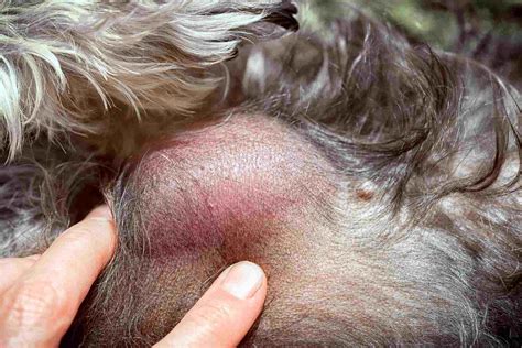  Mast Cell Tumors: Mast cell tumors are one of the most common skin tumors in dogs