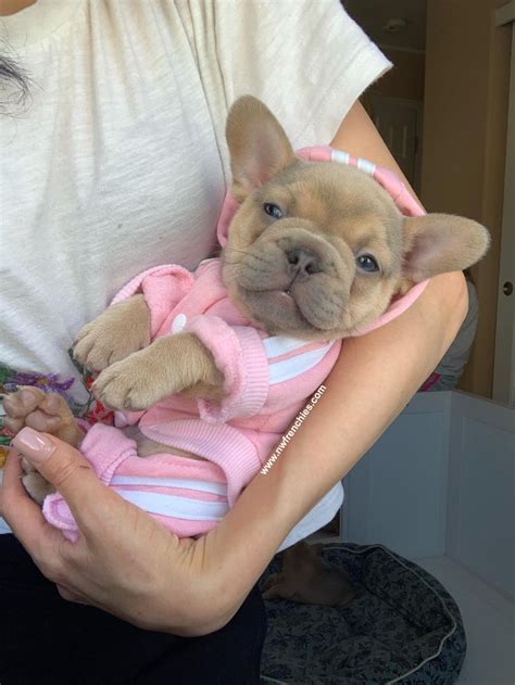  Mathew Tehrani October 10, I purchased a baby Frenchie from Brian and it was a very pleasant experience