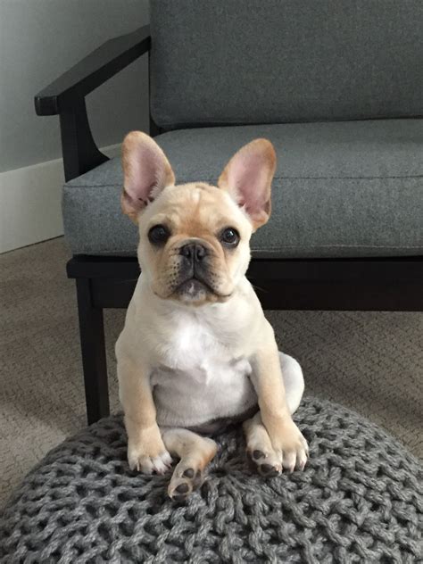  May 31, Are you head over heels for your adorable French Bulldog puppy? These little bundles of joy bring so much laughter and love into our lives